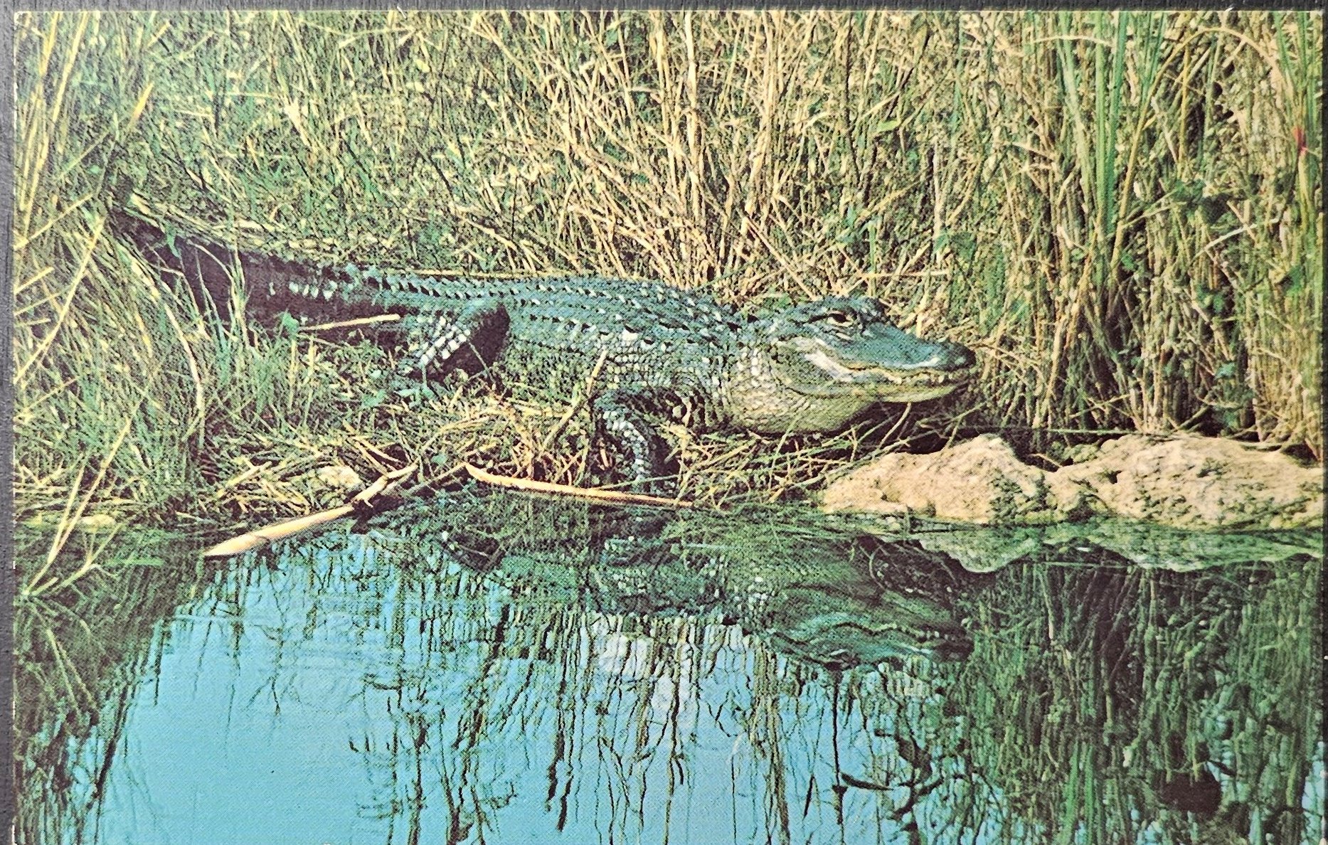 (image for) postcard USA - FL - Florida #0082